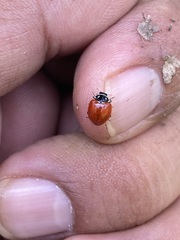 Cycloneda emarginata