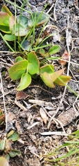 Gaultheria humifusa