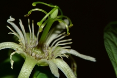 Passiflora pavonis
