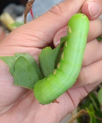 Eumorpha pandorus