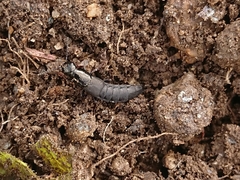 Staphylinini