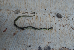 Thamnophis pulchrilatus