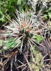 Cylindropuntia imbricata rosea