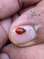 Cycloneda emarginata