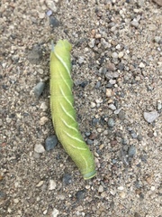 Smerinthus ocellata
