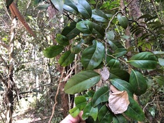 Diospyros fasciculosa