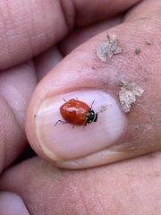 Cycloneda emarginata