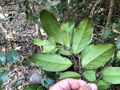 Diospyros fasciculosa