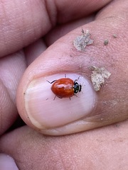 Cycloneda emarginata