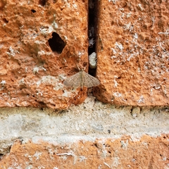 Herpetogramma phaeopteralis