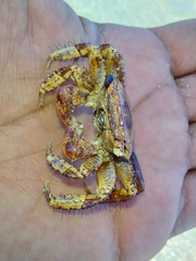 Goniopsis pulchra