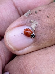 Cycloneda emarginata