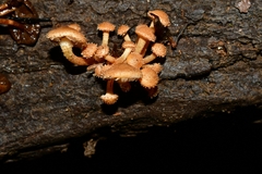 Pholiota