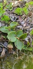 Gaultheria humifusa