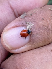 Cycloneda emarginata