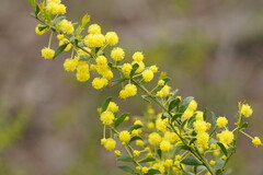 Acacia acinacea