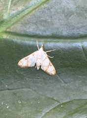 Margaroniini