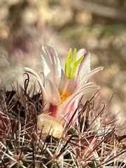 Mammillaria dioica dioica