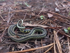Thamnophis pulchrilatus