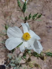 Argemone pleiacantha