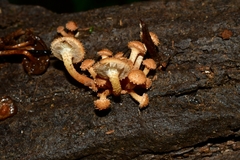 Pholiota