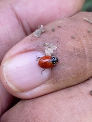 Cycloneda emarginata