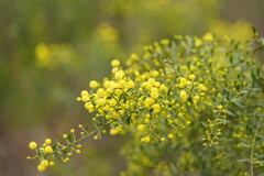 Acacia acinacea