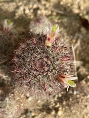 Mammillaria dioica dioica