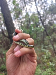 Thamnophis pulchrilatus
