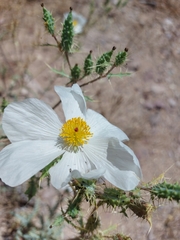 Argemone pleiacantha