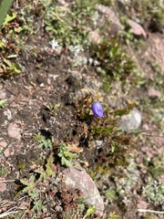 Campanula rotundifolia