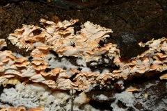 Flabellophora
