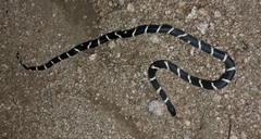 Lampropeltis californiae