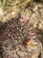 Mammillaria dioica dioica