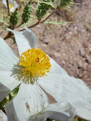 Argemone pleiacantha