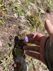 Campanula rotundifolia