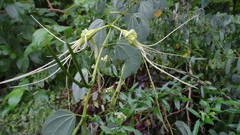 Bauhinia pauletia