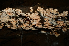 Flabellophora