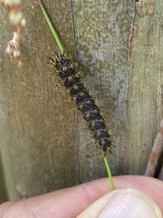 Hemileuca eglanterina