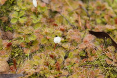Drosera aberrans