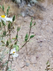 Argemone pleiacantha