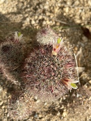 Mammillaria dioica dioica