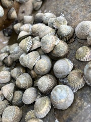 Bembicium nanum
