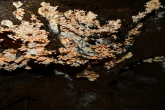 Flabellophora