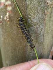 Hemileuca eglanterina