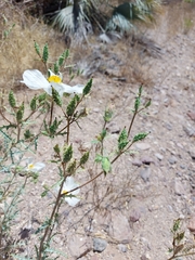 Argemone pleiacantha