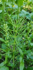 Equisetum arvense