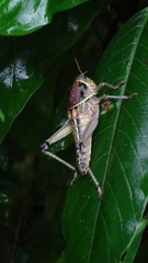 Brachystola behrensii