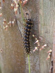 Hemileuca eglanterina