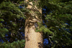 Sphyrapicus thyroideus